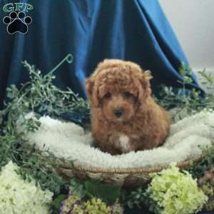 Jumper, Miniature Poodle Puppy