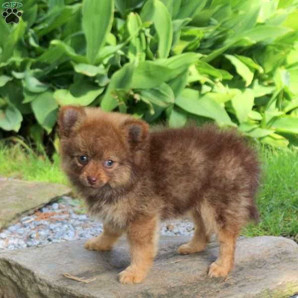 June, Pomeranian Puppy