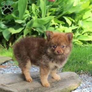 June, Pomeranian Puppy