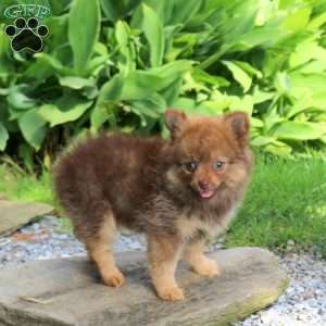 June, Pomeranian Puppy
