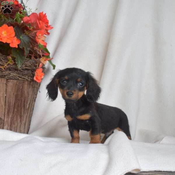 Junior-Miniature, Dachshund Puppy