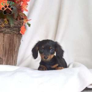 Junior-Miniature, Dachshund Puppy