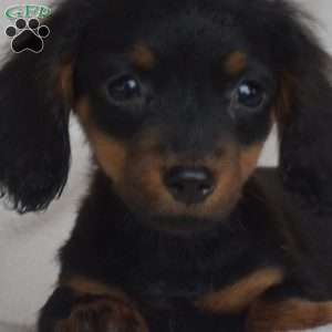 Junior-Miniature, Dachshund Puppy