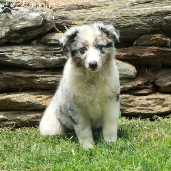 Juniper, Australian Shepherd Puppy