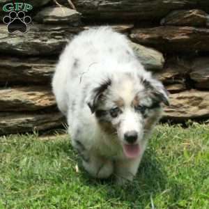 Juniper, Australian Shepherd Puppy