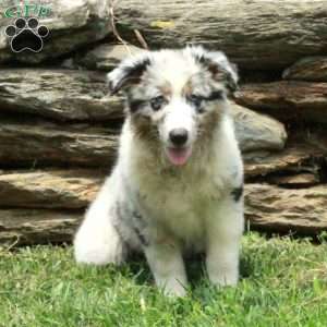 Juniper, Australian Shepherd Puppy