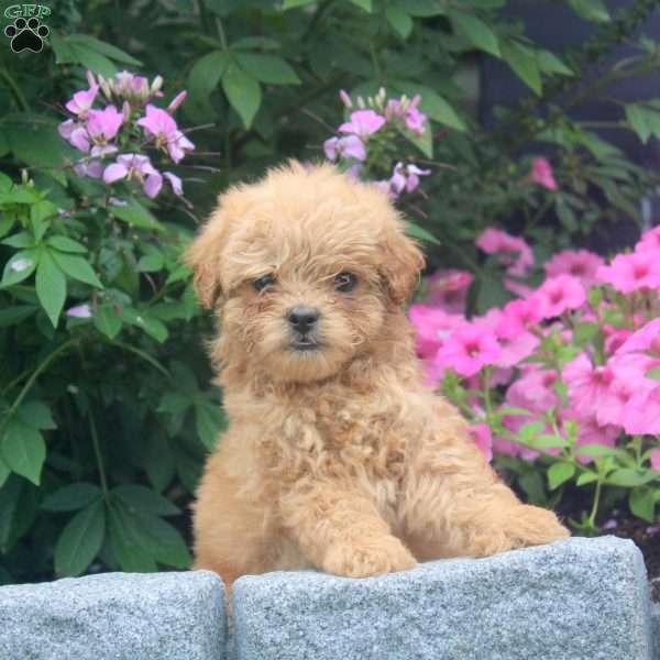 Justin, Miniature Poodle Mix Puppy
