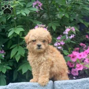 Justin, Miniature Poodle Mix Puppy