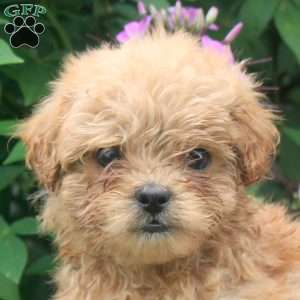 Justin, Miniature Poodle Mix Puppy