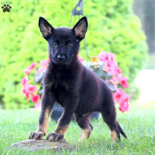 Justin, German Shepherd Puppy