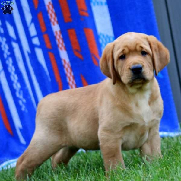 Justin, Yellow Labrador Retriever Puppy