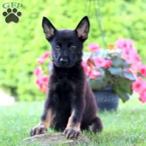 Justin, German Shepherd Puppy