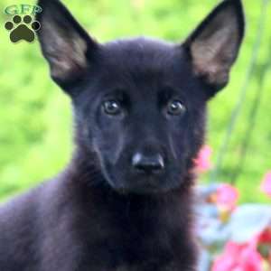 Justin, German Shepherd Puppy