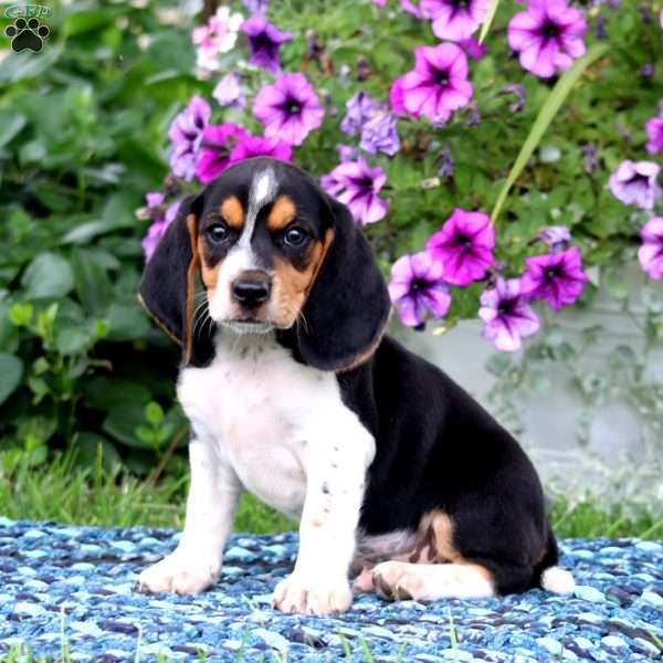 Jypsy, Beagle Puppy
