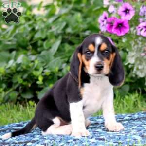 Jypsy, Beagle Puppy