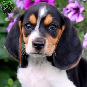 Jypsy, Beagle Puppy