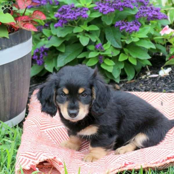 Kade, Dachshund Puppy