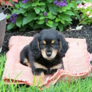 Kade, Dachshund Puppy