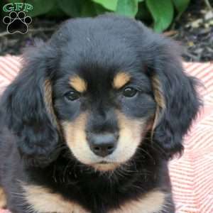 Kade, Dachshund Puppy