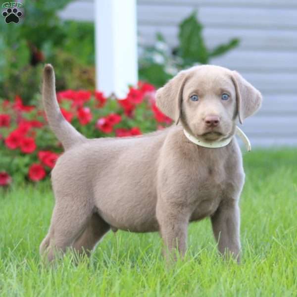 Kaden, Silver Labrador Retriever Puppy