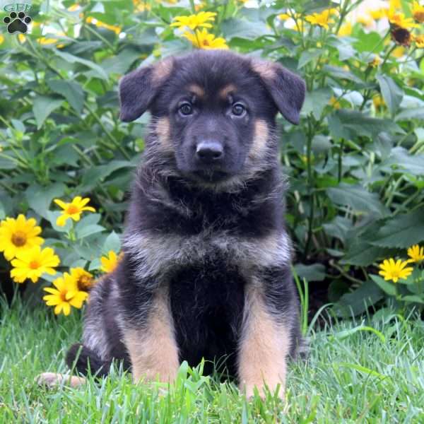 Kaleb, German Shepherd Puppy