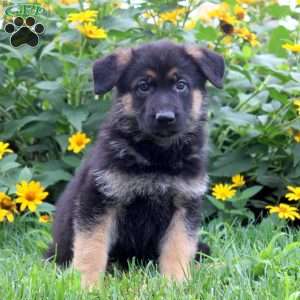 Kaleb, German Shepherd Puppy