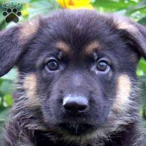 Kaleb, German Shepherd Puppy