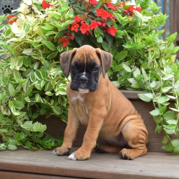 Kali, Boxer Puppy