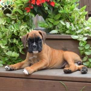 Kali, Boxer Puppy
