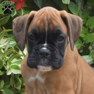 Kali, Boxer Puppy