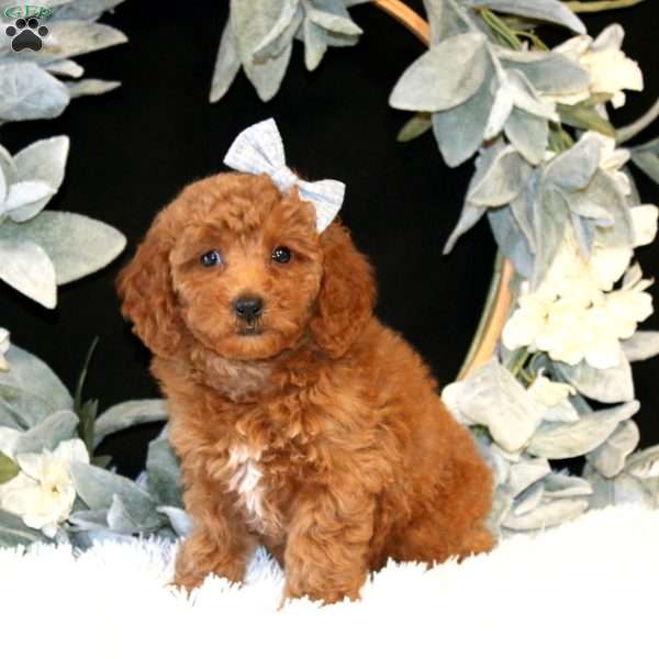 Kallia, Miniature Poodle Puppy