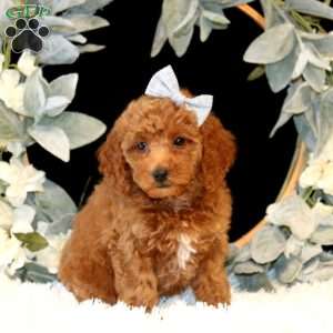 Kallia, Miniature Poodle Puppy