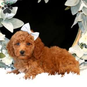 Kallia, Miniature Poodle Puppy