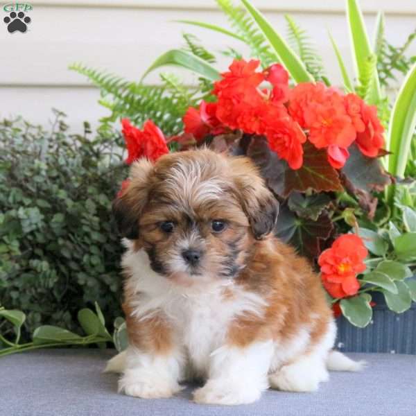 Kameron, Teddy Bear Puppy