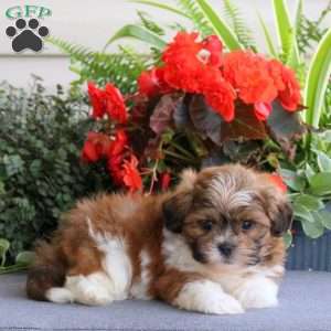 Kameron, Teddy Bear Puppy