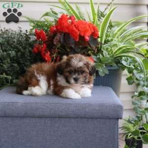 Kameron, Teddy Bear Puppy