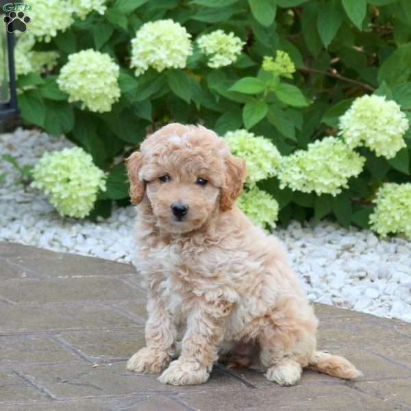 Kami, Mini Goldendoodle Puppy