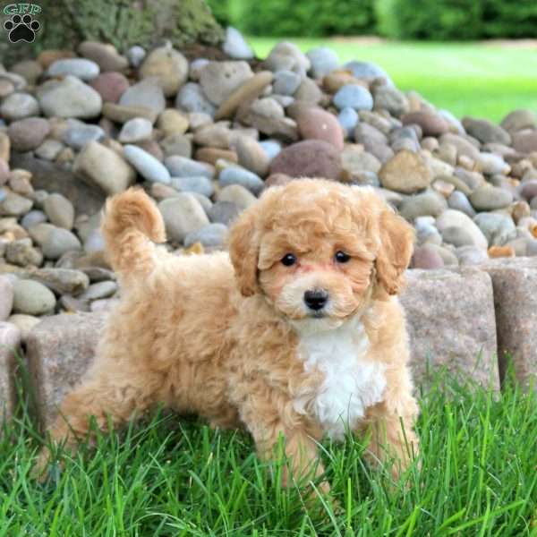 Kami, Bich-Poo Puppy