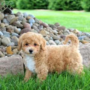 Kami, Bich-Poo Puppy