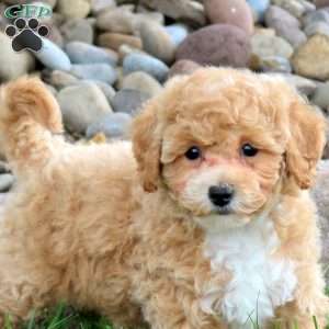 Kami, Bich-Poo Puppy