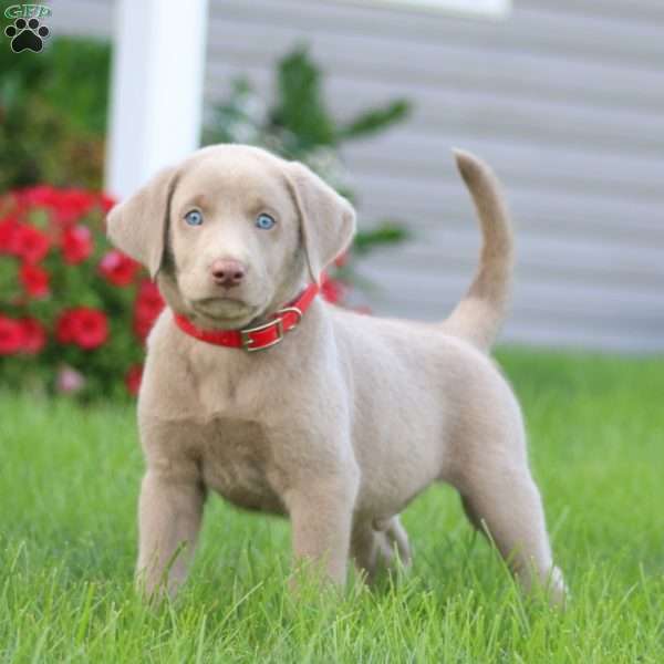 Kane, Silver Labrador Retriever Puppy