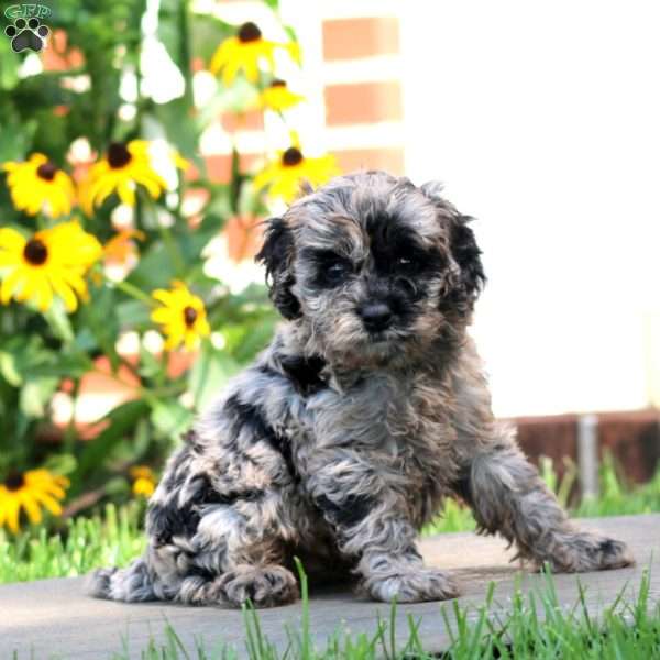 Kane, Cockapoo Puppy