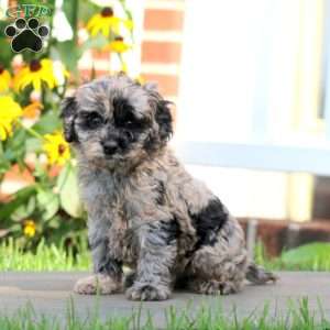 Kane, Cockapoo Puppy