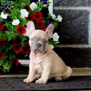Kane, French Bulldog Puppy