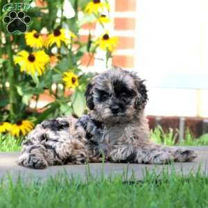 Kane, Cockapoo Puppy