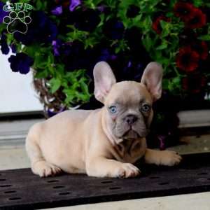 Kane, French Bulldog Puppy