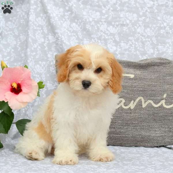 Kaptain, Cavachon Puppy