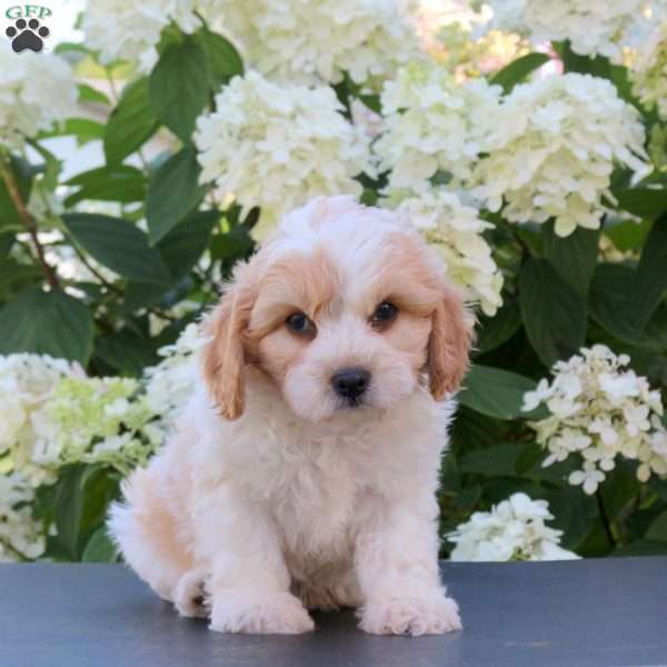 Kaptain, Cavachon Puppy