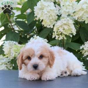 Kaptain, Cavachon Puppy