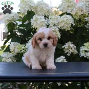 Kaptain, Cavachon Puppy